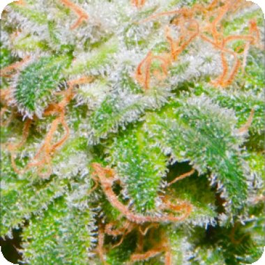 Dutch  Passion  Cannabis  Seeds  Melonade  Runtz  Auto