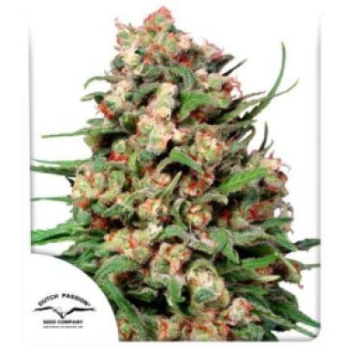 Dutch Passion Cannabis Seeds Skunk 1