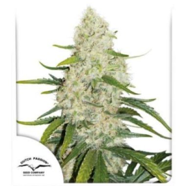 Dutch Passion Cannabis Seeds Think Big Auto