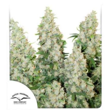 Dutch Passion Cannabis Seeds Think Different Auto
