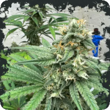 Eleven  Thirty  Genetics  Cannabis  Seeds  Blue  Zlushi  Auto