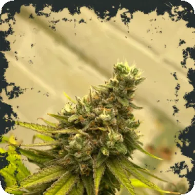 Eleven  Thirty  Genetics  Cannabis  Seeds  Dawg  Fartz  Auto