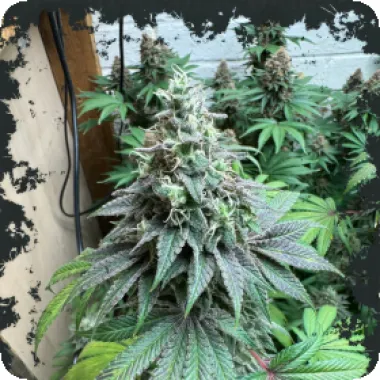 Eleven  Thirty  Genetics  Cannabis  Seeds  Double  Scoop  Auto