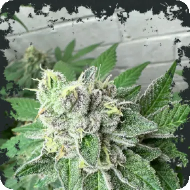 Eleven  Thirty  Genetics  Cannabis  Seeds  Garlic  Budder