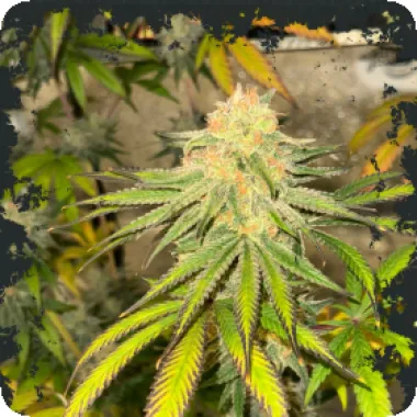 Eleven  Thirty  Genetics  Cannabis  Seeds  Habanero  Og  Auto