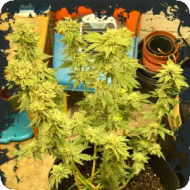 Eleven  Thirty  Genetics  Cannabis  Seeds  Kerosene  Cookies  Auto