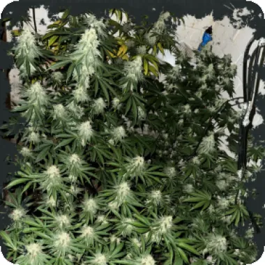 Eleven  Thirty  Genetics  Cannabis  Seeds  Lung  Ztrikez