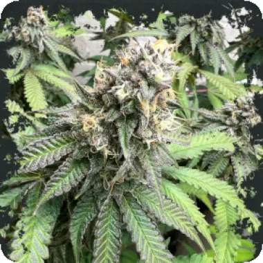 Eleven  Thirty  Genetics  Cannabis  Seeds  Nana  Budder