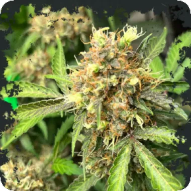 Eleven  Thirty  Genetics  Cannabis  Seeds  One  Eyed  Resin  Chucker  Auto