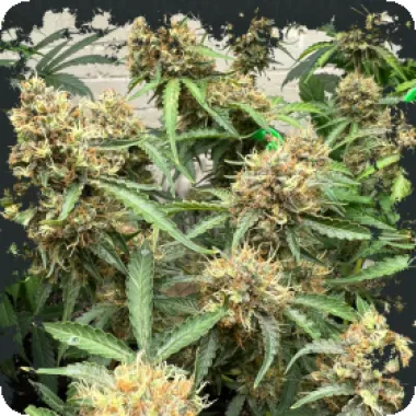 Eleven  Thirty  Genetics  Cannabis  Seeds  One  Eyed  Resin  Chucker
