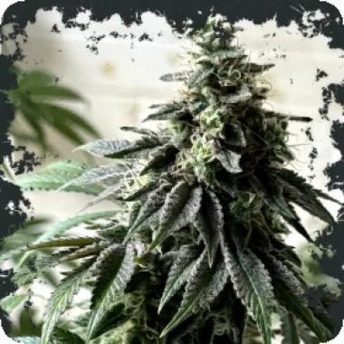 Eleven  Thirty  Genetics  Cannabis  Seeds  Papaya  Krush