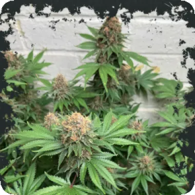 Eleven  Thirty  Genetics  Cannabis  Seeds  Purple  Fun  Dip  Auto
