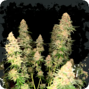 Eleven  Thirty  Genetics  Cannabis  Seeds  Purple  Fun  Dip