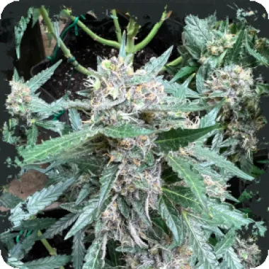 Eleven  Thirty  Genetics  Cannabis  Seeds  Rainbow  Chip  Auto