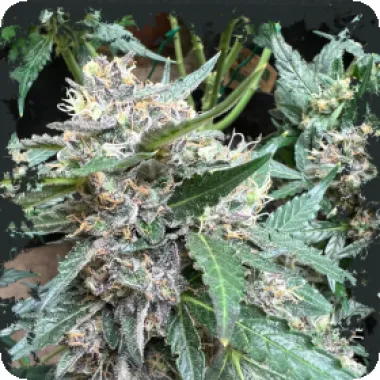 Eleven  Thirty  Genetics  Cannabis  Seeds  Rainbow  Chip