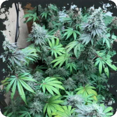 Eleven  Thirty  Genetics  Cannabis  Seeds  Swamp  Fumez