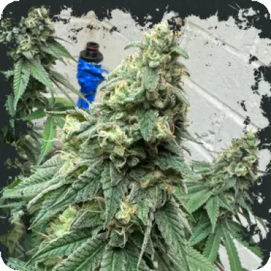 Eleven  Thirty  Genetics  Cannabis  Seeds  War  Headz