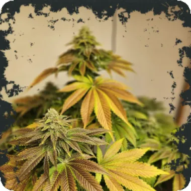 Eleven  Thirty  Genetics  Cannabis  Seeds  Zerbert