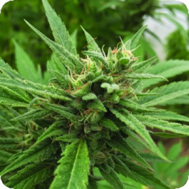 Emerald Triangle Cannabis Seeds Blueberry Headband Auto