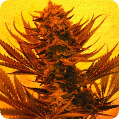 Emerald Triangle Cannabis Seeds Critical 707 Cbd