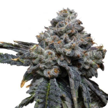 Expert Cannabis Seeds Gorilla Cheese