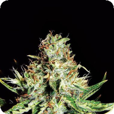 Expert Cannabis Seeds Sweet Cream Auto