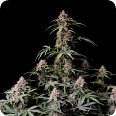 Fast Buds Cannabis Seeds Amnesia Zkittlez Auto