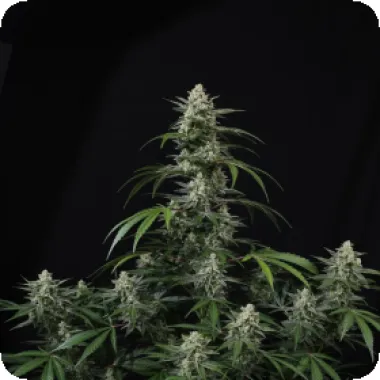 Fast Buds Cannabis Seeds Banana Frost Auto