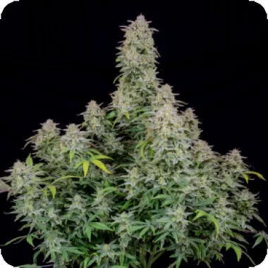 Fast Buds Cannabis Seeds Forbidden Runtz