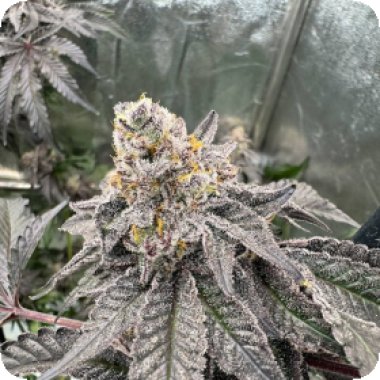 Fast Buds Cannabis Seeds Gary Sherbet