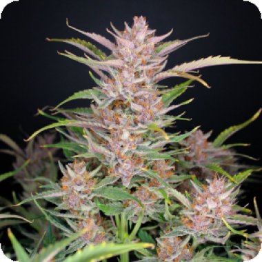 Fast Buds Cannabis Seeds Gorilla Punch Auto