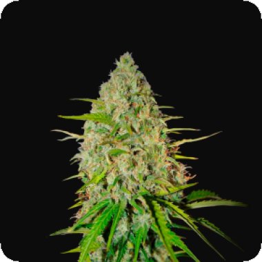 Fast Buds Cannabis Seeds Grapefruit