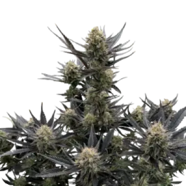 Fast Buds Cannabis Seeds Guava Auto Rf3