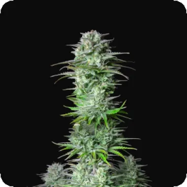 Fast Buds Cannabis Seeds Kosher Cake