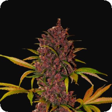 Fast Buds Cannabis Seeds Lsd 25