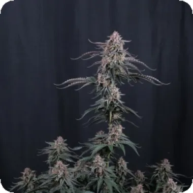 Fast Buds Cannabis Seeds Mendo Cherry Cookies Auto