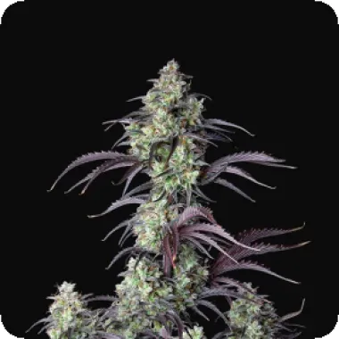 Fast Buds Cannabis Seeds Mimosa Cake