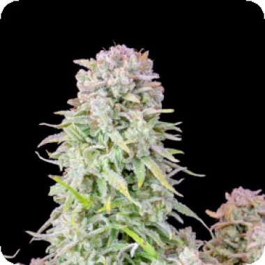 Fast Buds Cannabis Seeds Original Auto Afghan Kush
