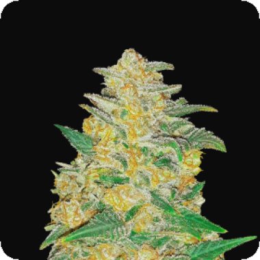 Fast Buds Cannabis Seeds Original Auto Ak