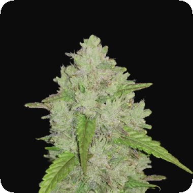 Fast Buds Cannabis Seeds Original Auto Amnesia Haze