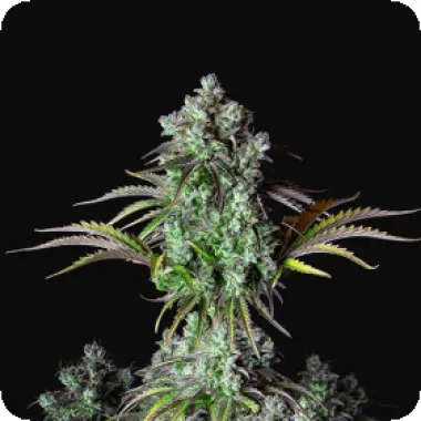Fast Buds Cannabis Seeds Original Auto Big Bud