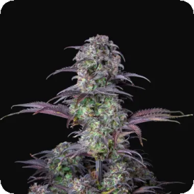 Fast Buds Cannabis Seeds Original Auto Blueberry