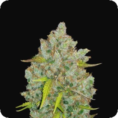 Fast Buds Cannabis Seeds Original Auto Bubblegum