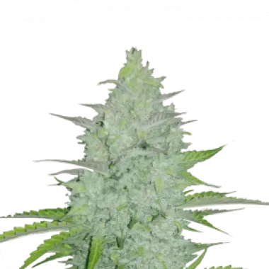 Fast Buds Cannabis Seeds Original Auto Cheese