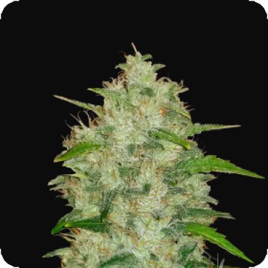Fast Buds Cannabis Seeds Original Auto Chemdawg