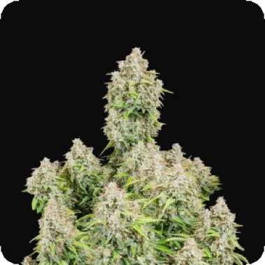 Fast Buds Cannabis Seeds Original Auto Cinderella
