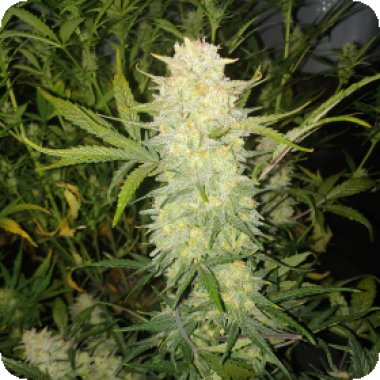 Fast Buds Cannabis Seeds Original Auto Critical