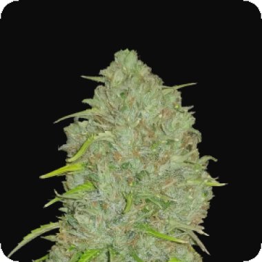 Fast Buds Cannabis Seeds Original Auto Jack Herer