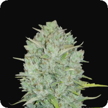 Fast Buds Cannabis Seeds Original Auto Northern Lights