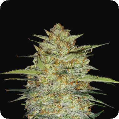 Fast Buds Cannabis Seeds Original Auto Og Kush